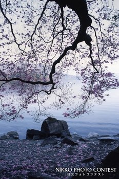 中禅寺湖の春