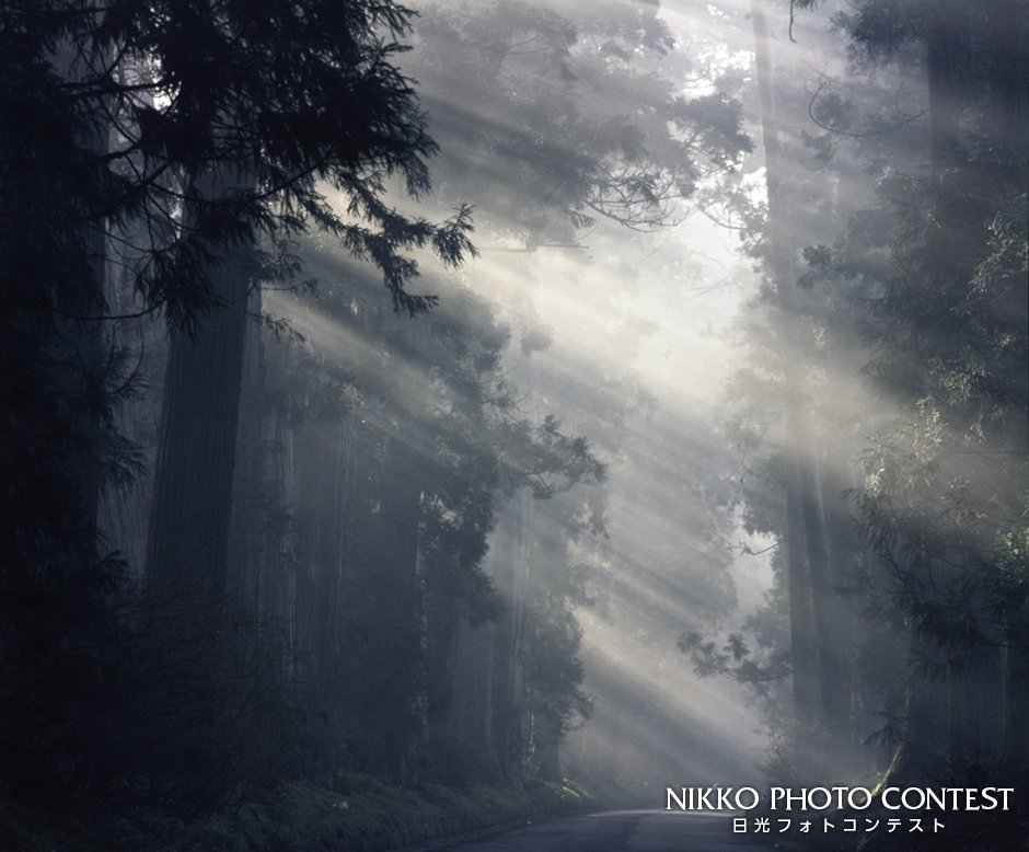 オアシス今市写真展 [奨励賞] 霧の杉並木