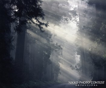 霧の杉並木