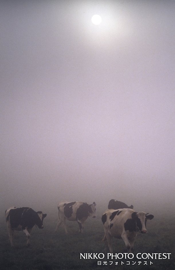 第2回 オアシス今市写真展 [準大賞] 霧の牧場