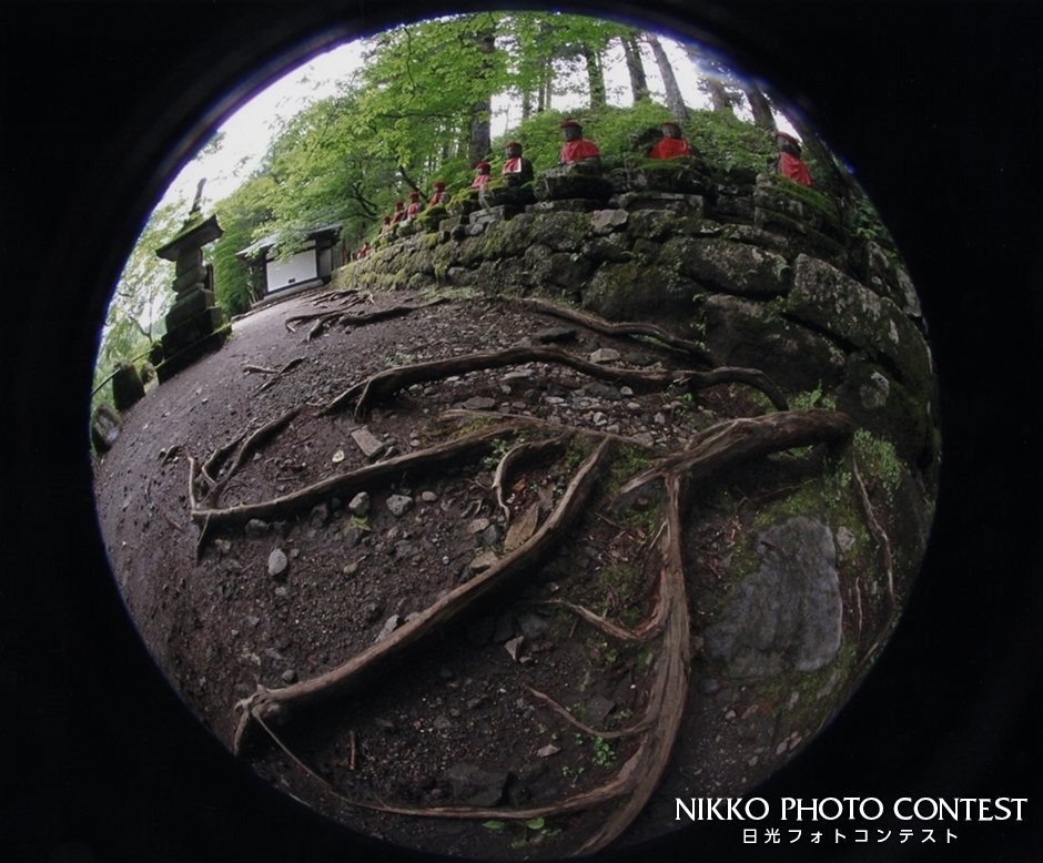 2014 日光フォトコンテスト [入選] 張り出す大樹の根