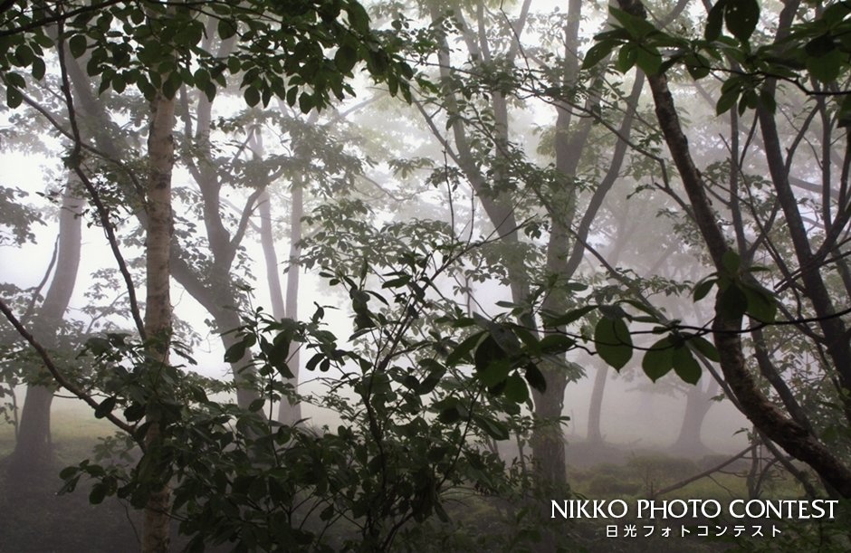 2013 日光フォトコンテスト [入選] 朝霧の木立ち